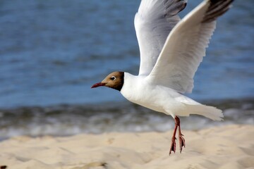 Lachmöwe an der Ostsee beim Start