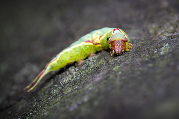 Caterpillar, Larva Of A Puss Moth, Cerura Vinula, Crawling On A Log Isolated Against A Black Background Showing Parasite On The Thorax. Taken at Blashford Lakes UK