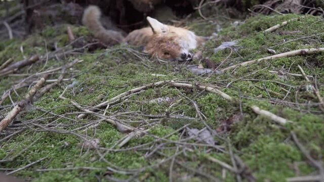 Toter Jungfuchs liegt vor einem entwurzeltem Baum im Wald