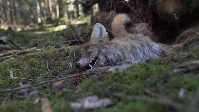 Toter Jungfuchs liegt vor einem entwurzeltem Baum im Wald