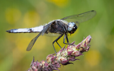 Macro Of A Male Scarce Chaser Dragonfly, Libellula Fulva, Resting On A Twig Against A Diffuse Background Of Yellow Flowers. Taken at Longham Lakes UK