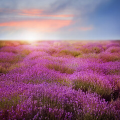 Obraz na płótnie Canvas Beautiful view of blooming lavender field at sunset