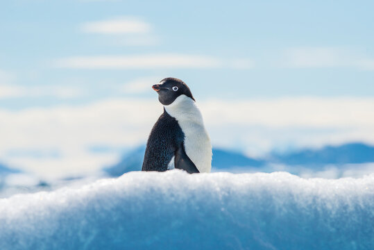 Ad&eacute;lie penquin in the snow in the snow Brown Bluff Antarctica.
