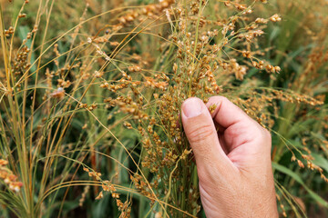 Agronomist examining proso millet ripe crop ears in field