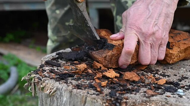 men's hands with an axe clean chaga mushroom birch fungus in the fresh air. step by step