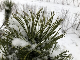 Pine branches in the snow. Long green needles of evergreen tree in winter. Wet snow