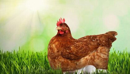 Beautiful chicken and eggs on green grass