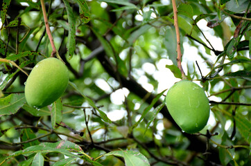 the green ripe mango with green leaves and branch.