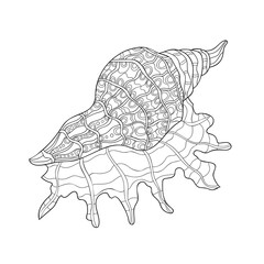 Beautiful hand drawn seashell with small and middle pattern on white isolated background. Summer ocean object. For coloring book pages.
