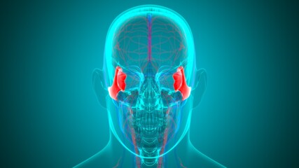 Human Skeleton Skull Zygomatic Bone Anatomy For Medical Concept © mybox