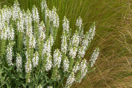 Salvia nemorosa 'Adrian' Steppensalbei