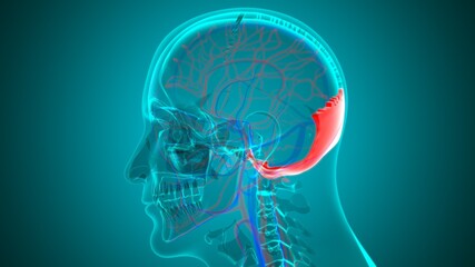 Human Skeleton Skull Occipital Bone Anatomy For Medical Concept © mybox