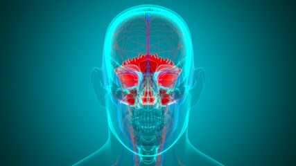 Human Skeleton Skull Occipital Bone Anatomy For Medical Concept © mybox