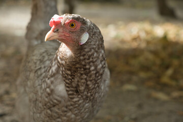 Close up of a chicken head on a farm. Free poultry. Selective focus.