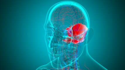 Human Skeleton Skull Occipital Bone Anatomy For Medical Concept © mybox