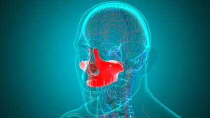 Human Skeleton Skull Maxillal Bone Anatomy For Medical Concept