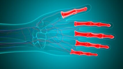 Obraz na płótnie Canvas Human Skeleton Hand Phalanges Bone Anatomy For Medical Concept