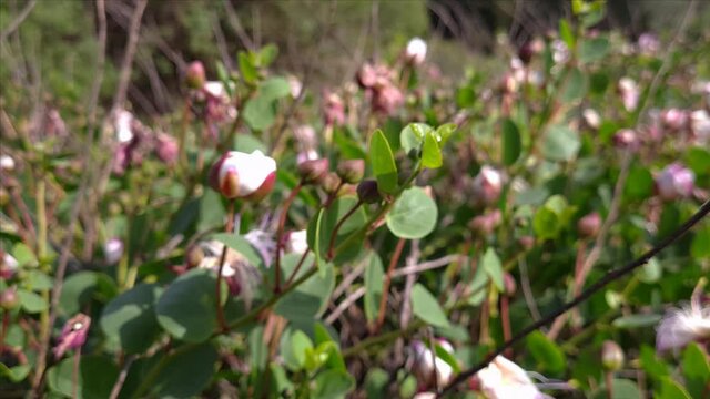Caper branch with buds on a plant close up