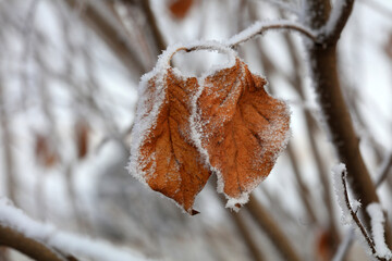 Ice crystals on withered leaves