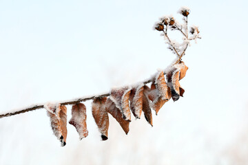 Ice crystals on withered leaves