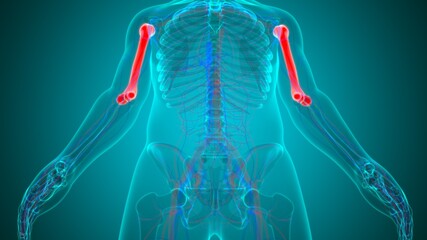 Human skeleton anatomy Humerus Bone 3D Rendering