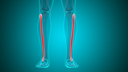 Human skeleton anatomy Fibula Bone 3D Rendering © mybox