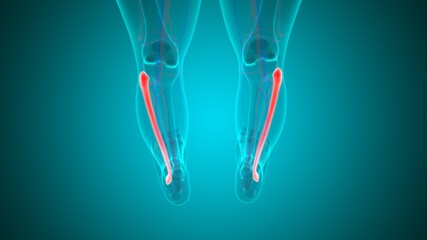 Human skeleton anatomy Fibula Bone 3D Rendering © mybox