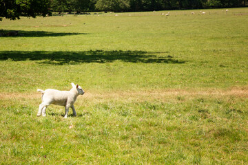 Obraz premium looking for it mum