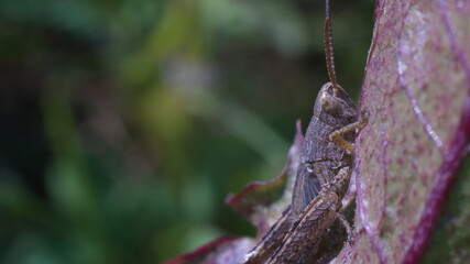 grasshopper on a leaf