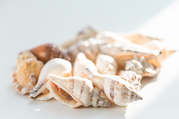 Heap of many beautiful sea shells on white background, side view. Summer travel concept