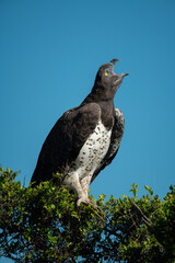 Martial eagle on bush calls lifting head
