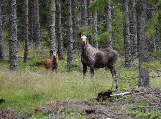 elk cow with calf