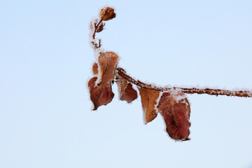 Ice crystals on withered leaves