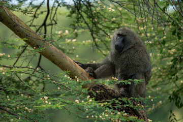 Olive baboon on branch surrounded by blossom