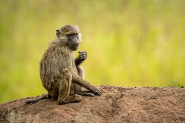 Olive baboon sits eating on earth bank