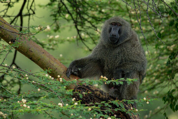 Olive baboon sits in tree eyeing camera