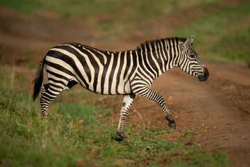 Fototapeta na wymiar Plains zebra crosses dirt track in sun