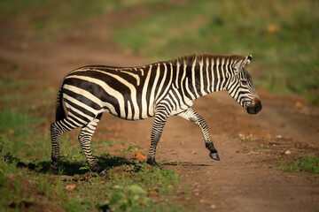 Fototapeta na wymiar Plains zebra crosses dirt track lifting hoof