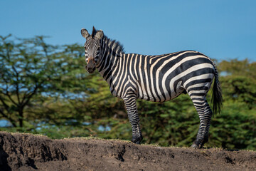 Fototapeta na wymiar Plains zebra stands on bank eyeing camera