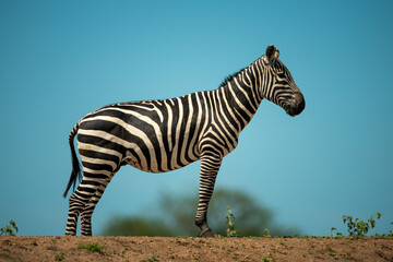 Fototapeta na wymiar Plains zebra stands on horizon on bank