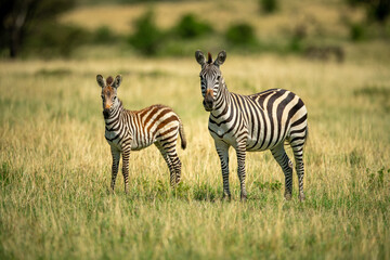 Plains zebra stands by foal on savannah