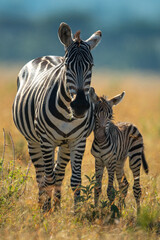 Plains zebra stands with foal facing camera - obrazy, fototapety, plakaty