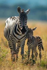Rolgordijnen Plains zebra stands met veulen gerichte camera © Nick Dale