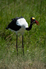 Saddle-billed stork in long grass carrying frog