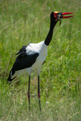 Saddle-billed stork in long grass eating frog