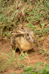 Naklejka na ściany i meble Scrub hare sits in grass eyeing camera