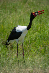 Saddle-billed stork lifts head to swallow frog