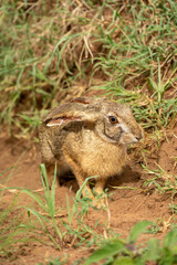 Naklejka na ściany i meble Scrub hare stands in grass eyeing camera