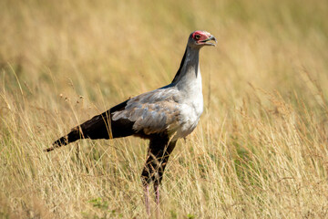 Secretary bird stands in grass in profile