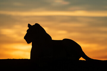 Silhouette of lioness on horizon at dawn
